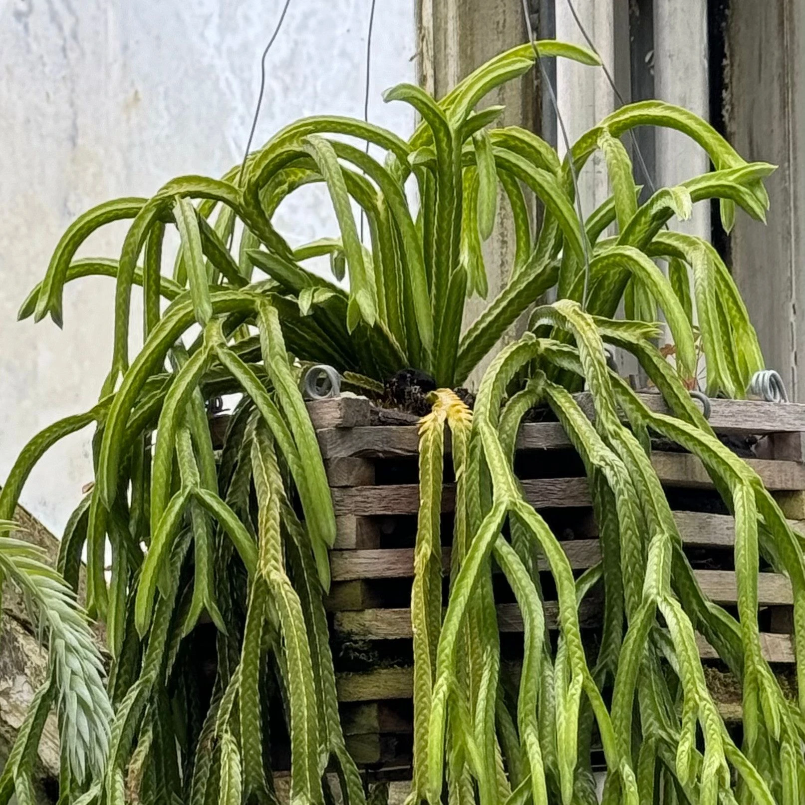 Lush green plant with long leaves in a wooden planter.